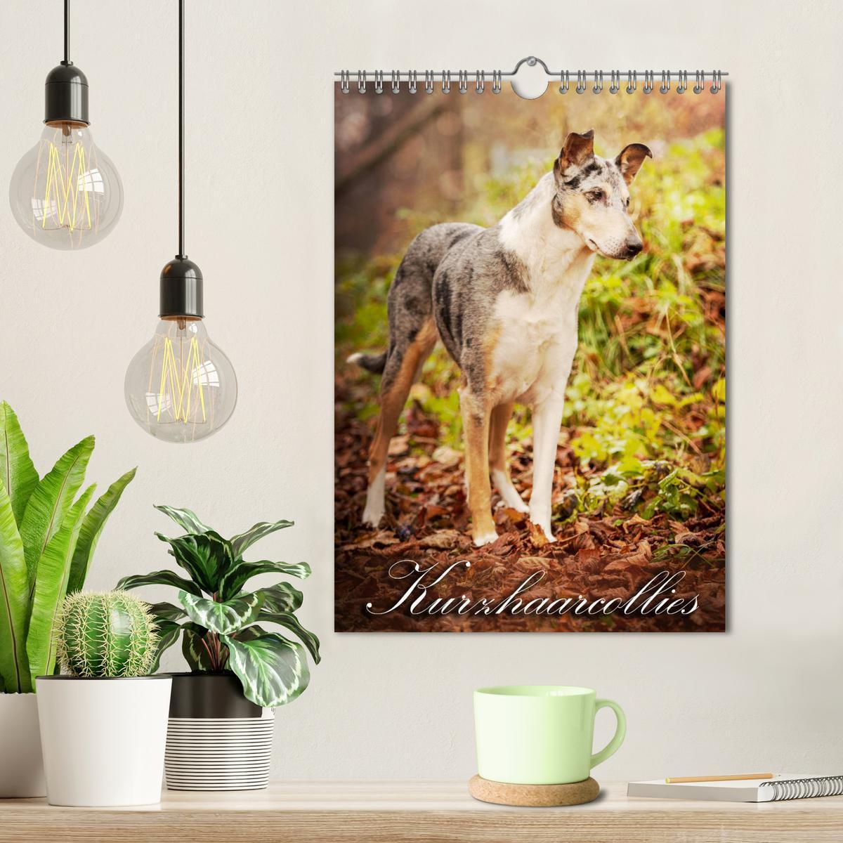 Bild: 9783457052280 | Kurzhaarcollies (Wandkalender 2025 DIN A4 hoch), CALVENDO...