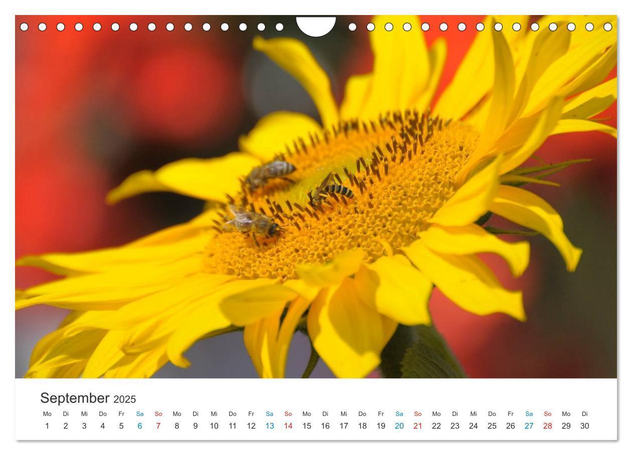 Bild: 9783435788514 | Sonnenblumen 2025 (Wandkalender 2025 DIN A4 quer), CALVENDO...