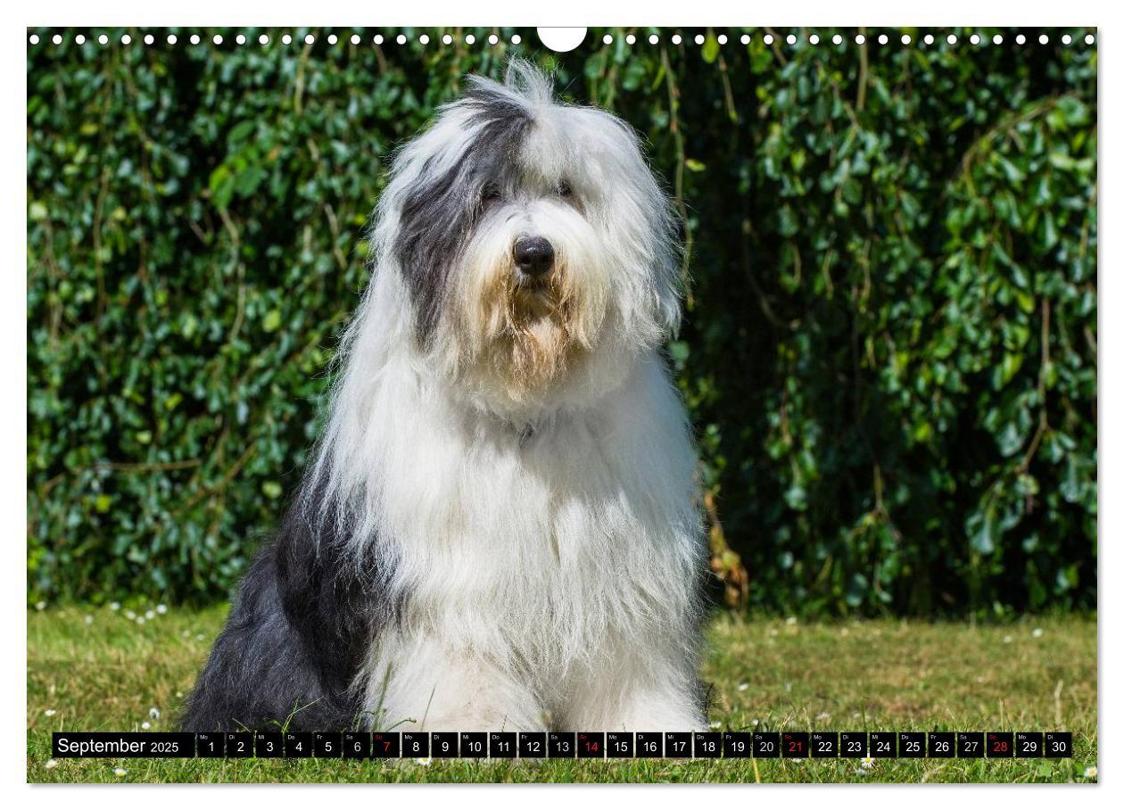 Bild: 9783435571680 | Traumhund Bobtail (Wandkalender 2025 DIN A3 quer), CALVENDO...