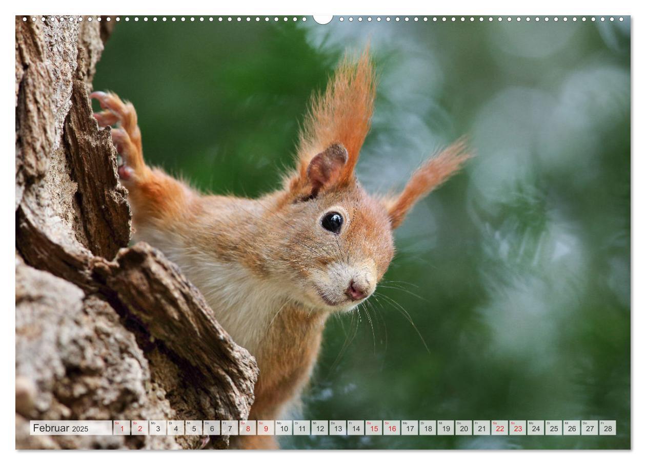 Bild: 9783435566006 | Besondere Augenblicke mit Eichhörnchen (Wandkalender 2025 DIN A2...