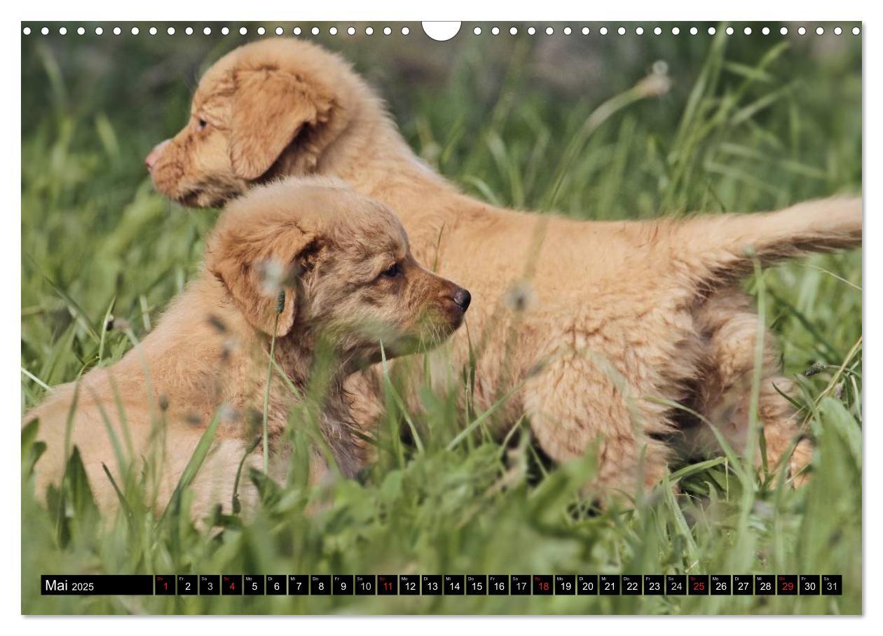 Bild: 9783435569380 | Nova Scotia Duck Tolling Retriever (Wandkalender 2025 DIN A3 quer),...