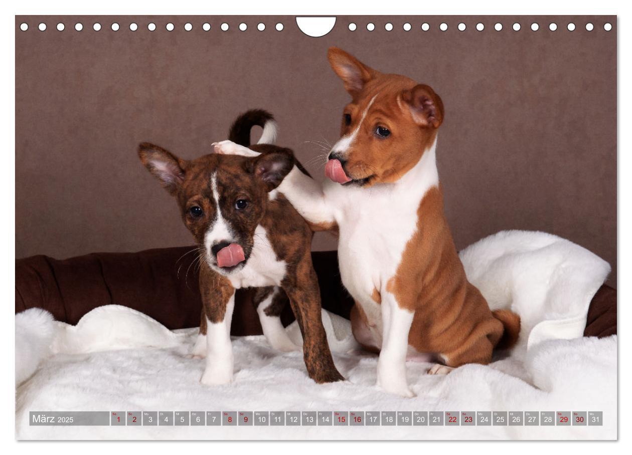 Bild: 9783383845758 | Basenji-Schönheiten (Wandkalender 2025 DIN A4 quer), CALVENDO...