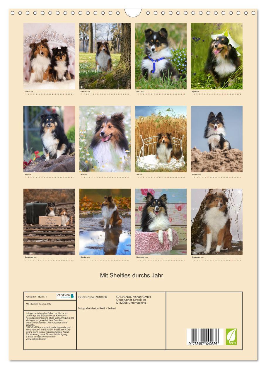 Bild: 9783457040836 | Mit Shelties durchs Jahr (Wandkalender 2025 DIN A3 hoch), CALVENDO...