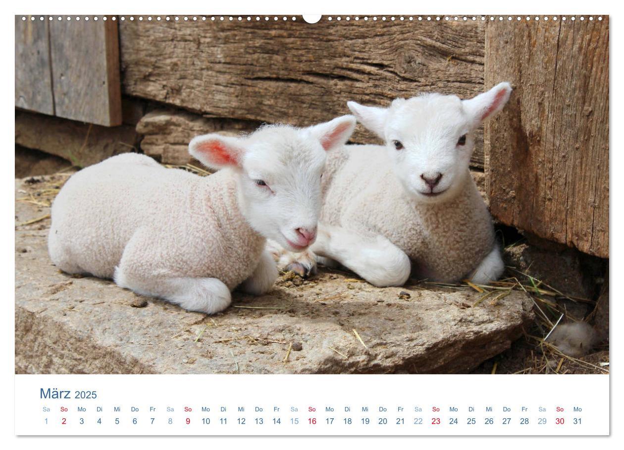 Bild: 9783435493630 | Tierisches Leben auf dem Bauernhof 2025 (Wandkalender 2025 DIN A2...