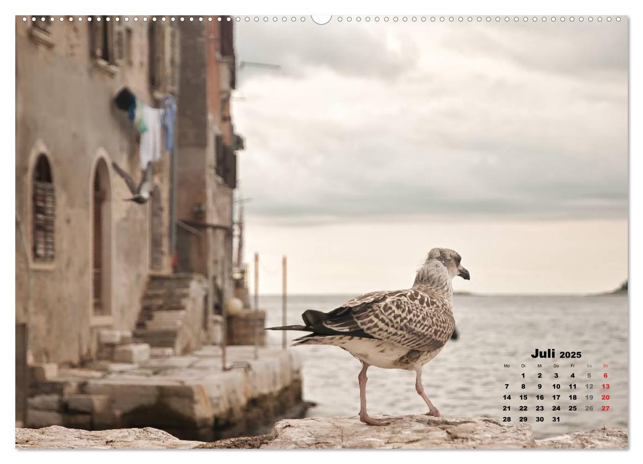 Bild: 9783435570232 | Wie ein Vogel in Rovinj! (Wandkalender 2025 DIN A2 quer), CALVENDO...