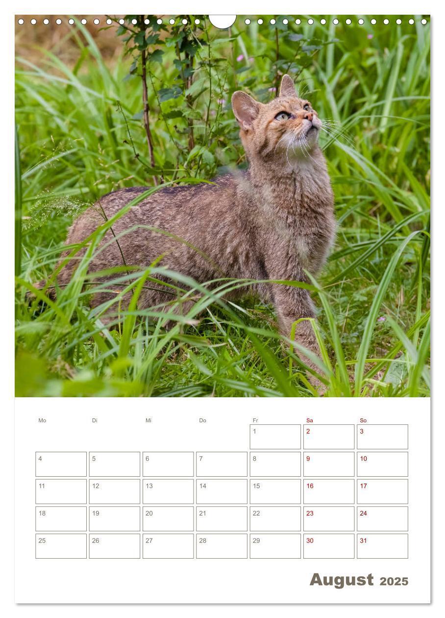 Bild: 9783435982882 | Europäische Wildkatzen - Jahresplaner (Wandkalender 2025 DIN A3...