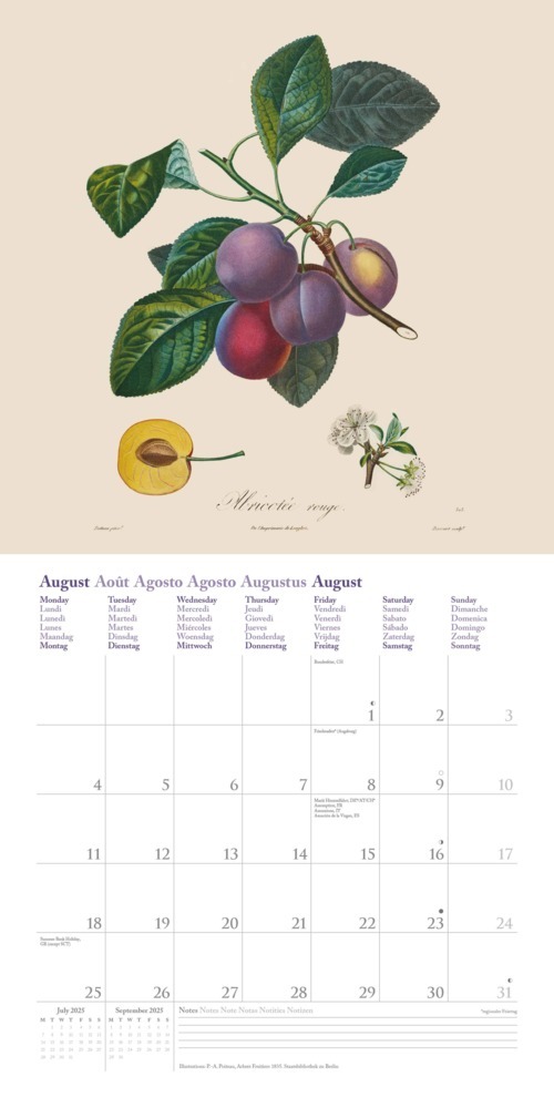 Bild: 4250809652818 | DUMONT - Fruits 2025 Broschürenkalender, 30x30cm, Wandkalender mit...