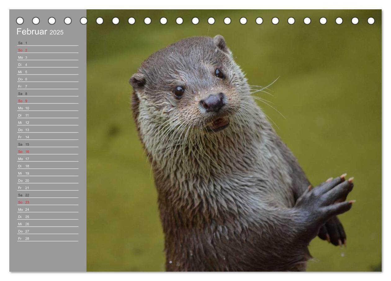 Bild: 9783435548415 | Otter. Frech, laut und clever (Tischkalender 2025 DIN A5 quer),...