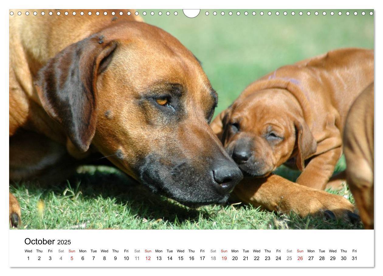 Bild: 9781325960538 | Rhodesian Ridgeback Puppies (Wall Calendar 2025 DIN A3 landscape),...