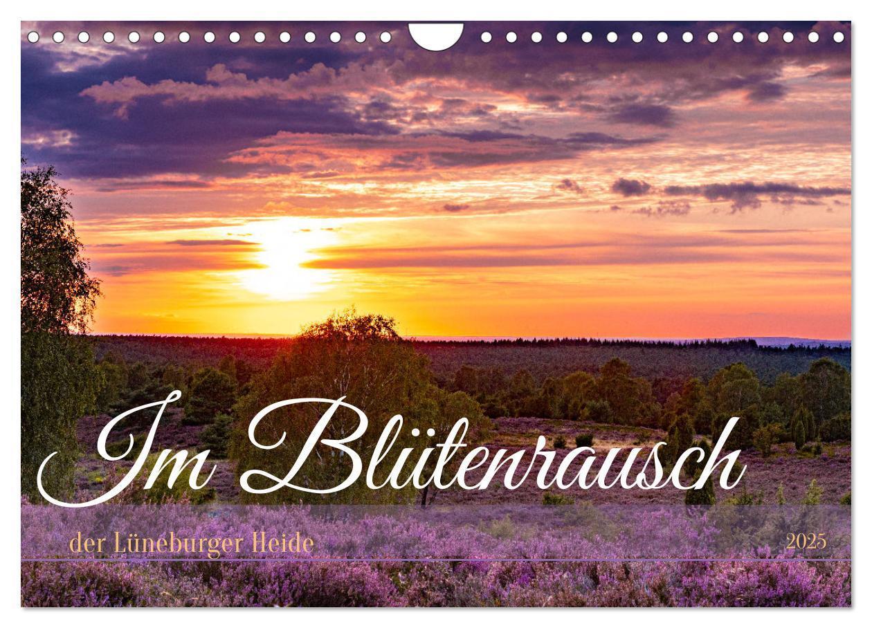 Cover: 9783383831249 | Im Blütenrausch der Lüneburger Heide (Wandkalender 2025 DIN A4...