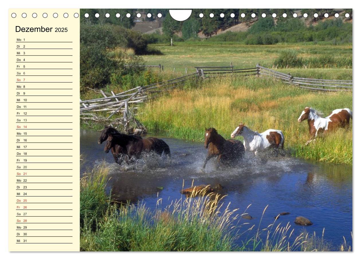 Bild: 9783435529780 | Wilde Pferde. Mustangs in USA (Wandkalender 2025 DIN A4 quer),...