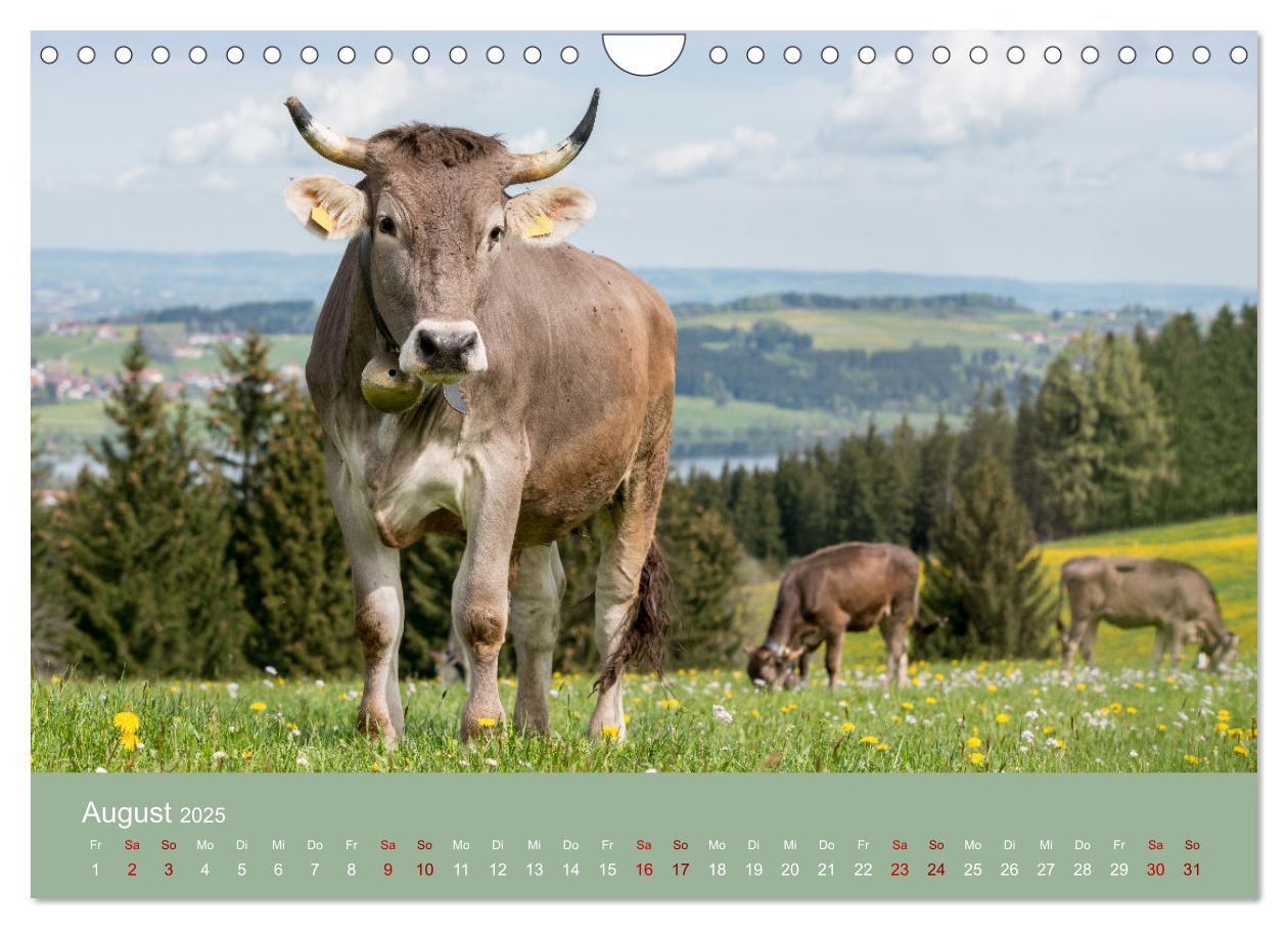 Bild: 9783383832260 | Allgäuer Rindvieh 2025 (Wandkalender 2025 DIN A4 quer), CALVENDO...