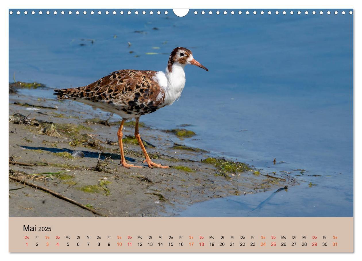 Bild: 9783435118410 | Limikolen - Watvögel am norddeutschen Wattenmeer (Wandkalender 2025...