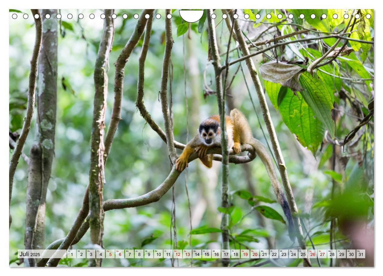 Bild: 9783383949708 | Costa Rica - Tierwelt und Landschaften (Wandkalender 2025 DIN A4...