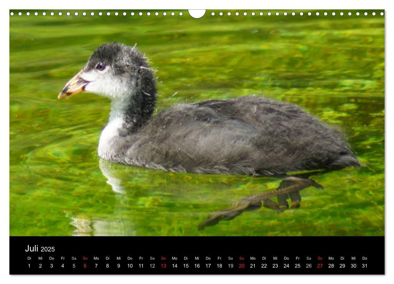 Bild: 9783435840526 | Das Leben der Enten (Wandkalender 2025 DIN A3 quer), CALVENDO...