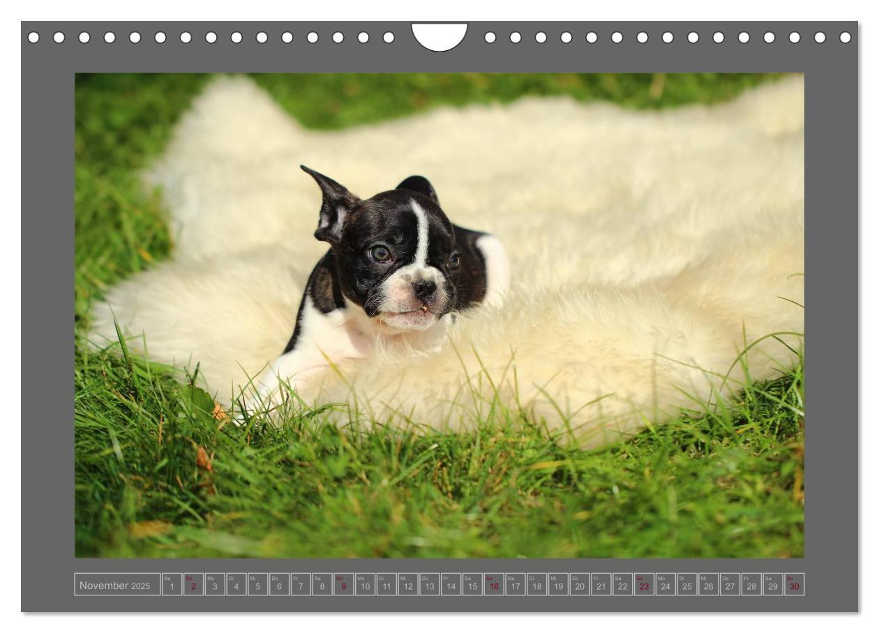 Bild: 9783435840908 | Französische Bulldoggen (Wandkalender 2025 DIN A4 quer), CALVENDO...