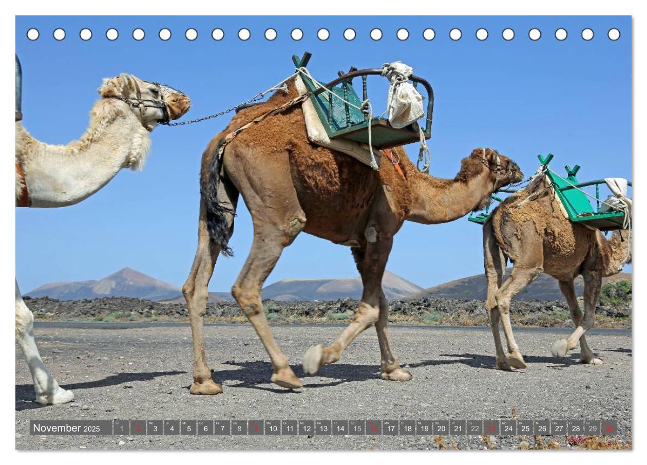 Bild: 9783435811830 | Urlaub auf Lanzarote (Tischkalender 2025 DIN A5 quer), CALVENDO...