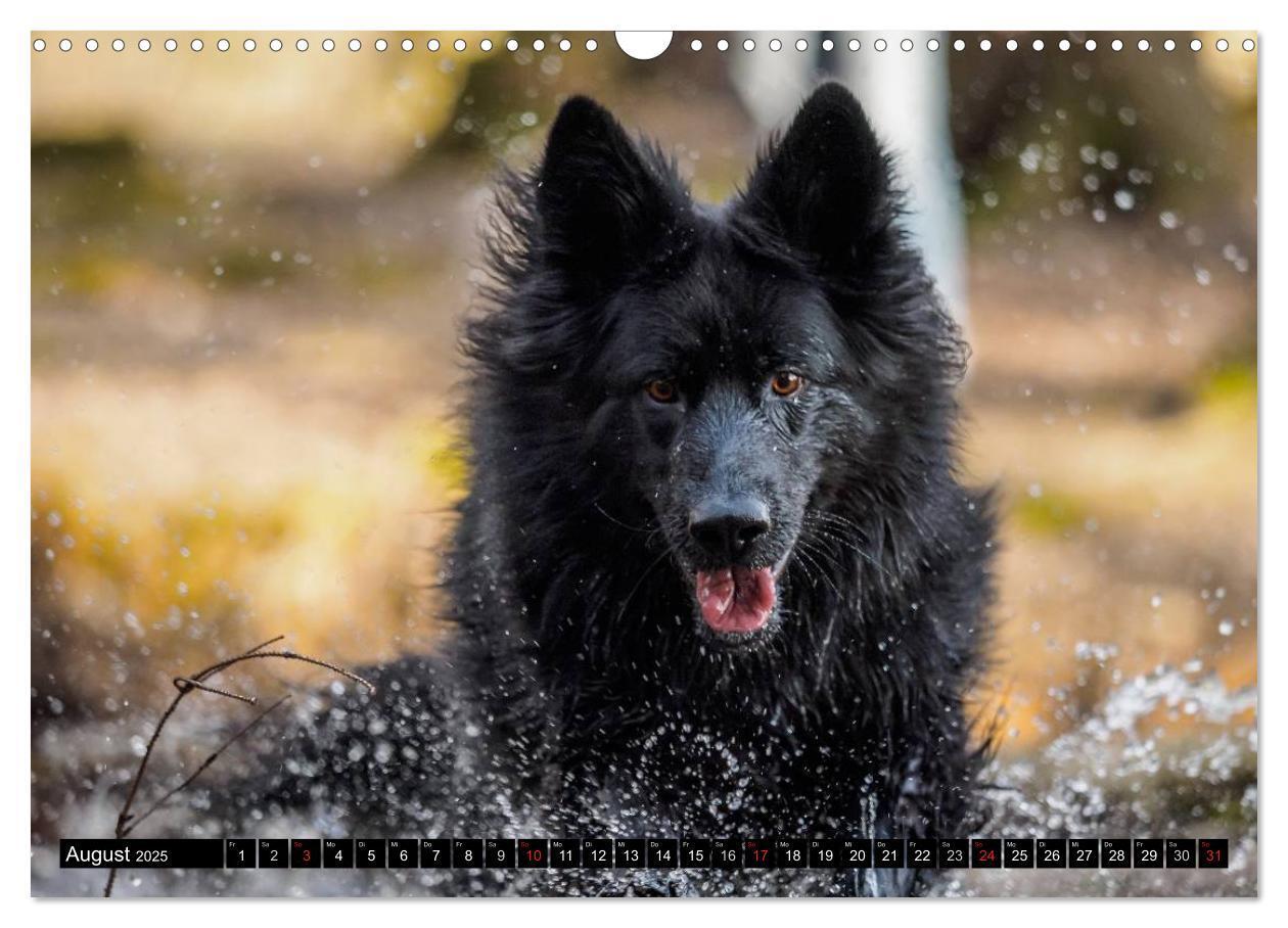 Bild: 9783435572908 | Schwarz ist schön! Der lackschwarze altdeutsche Schäferhund...