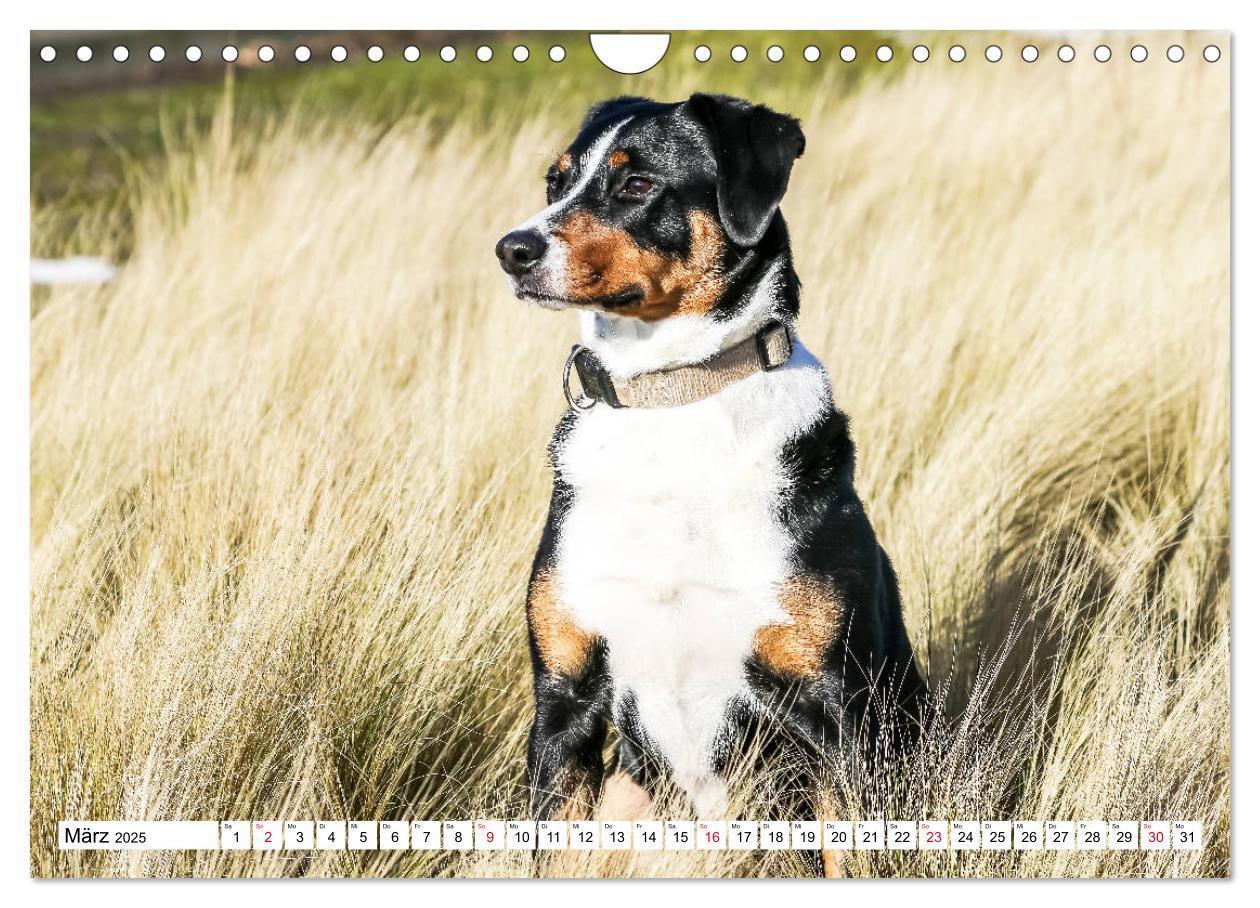 Bild: 9783435332915 | Appenzeller Sennenhunde (Wandkalender 2025 DIN A4 quer), CALVENDO...