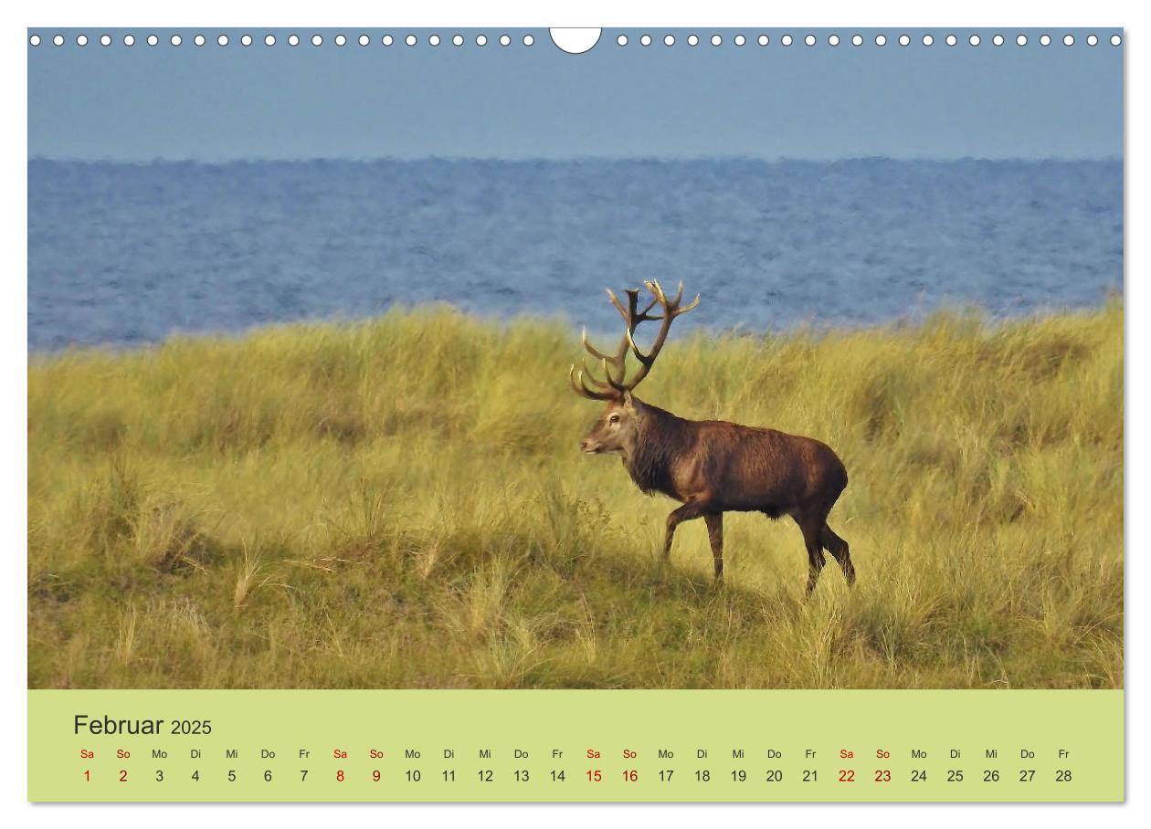 Bild: 9783435391455 | Küsten Hirsche - Rotwild auf dem Darß (Wandkalender 2025 DIN A3...