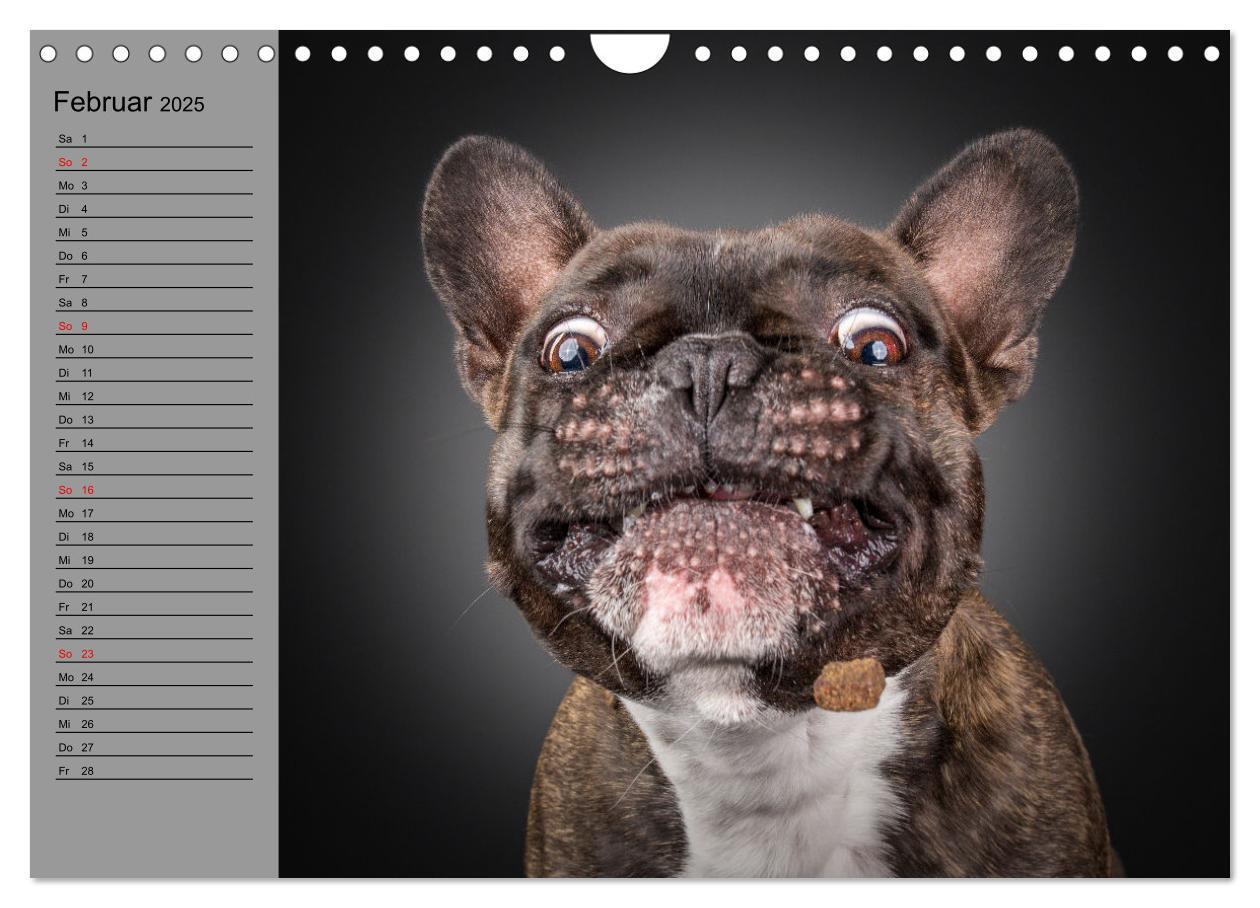 Bild: 9783435031191 | Bullymania - Französische Bulldoggen (Wandkalender 2025 DIN A4...