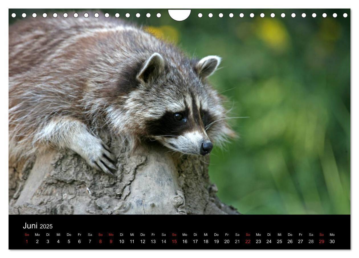 Bild: 9783435834631 | Waschbären (Wandkalender 2025 DIN A4 quer), CALVENDO Monatskalender