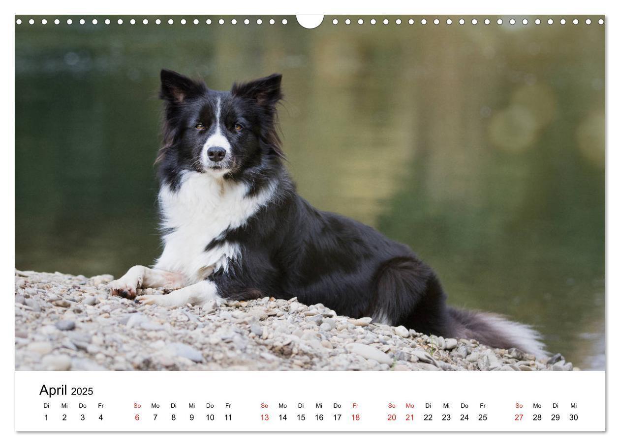 Bild: 9783435191383 | Border Collie - Bunt und clever! (Wandkalender 2025 DIN A3 quer),...