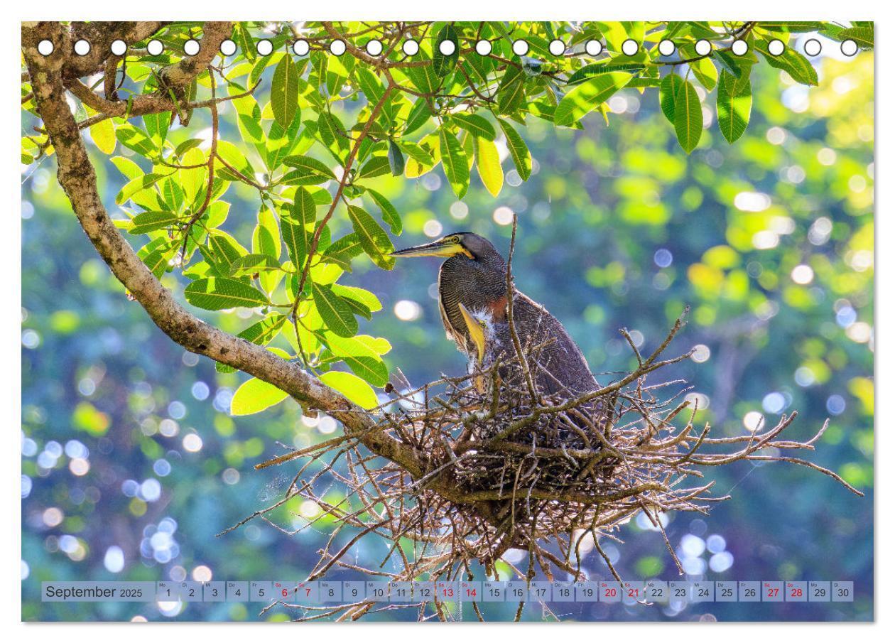 Bild: 9783457163610 | Tropenparadies zwischen Ozeanen Costa Rica (Tischkalender 2025 DIN...