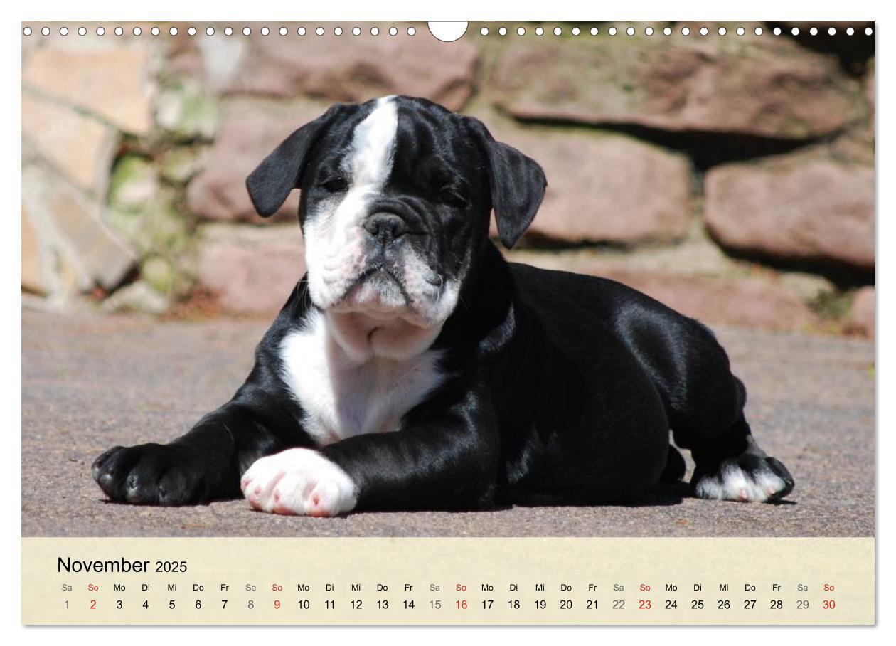 Bild: 9783435729296 | Bulldoggen-Kindergarten (Wandkalender 2025 DIN A3 quer), CALVENDO...