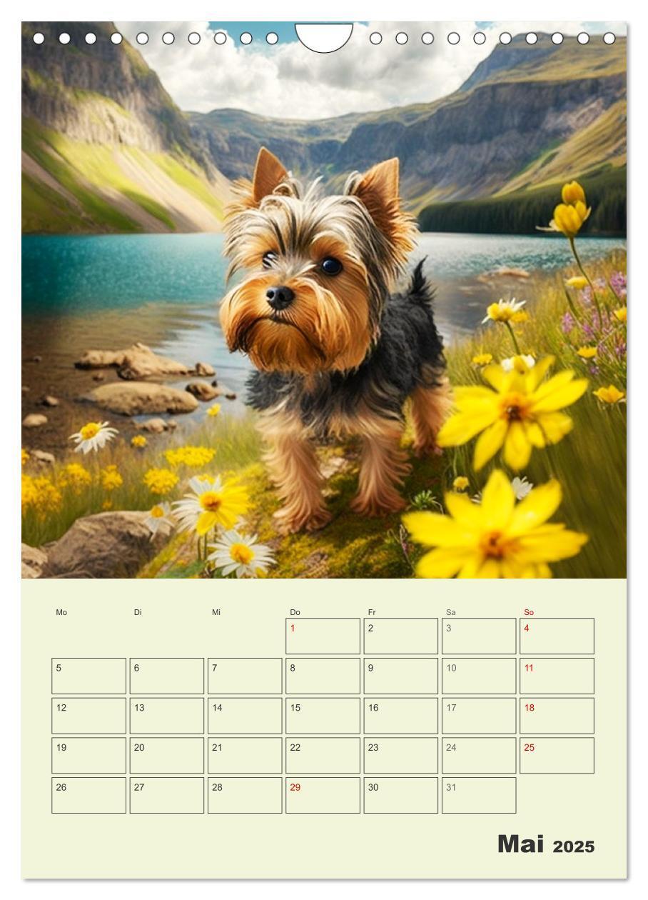 Bild: 9783435869886 | Yorkshire Terrier. Fröhliche Energiebündel in Aktion (Wandkalender...