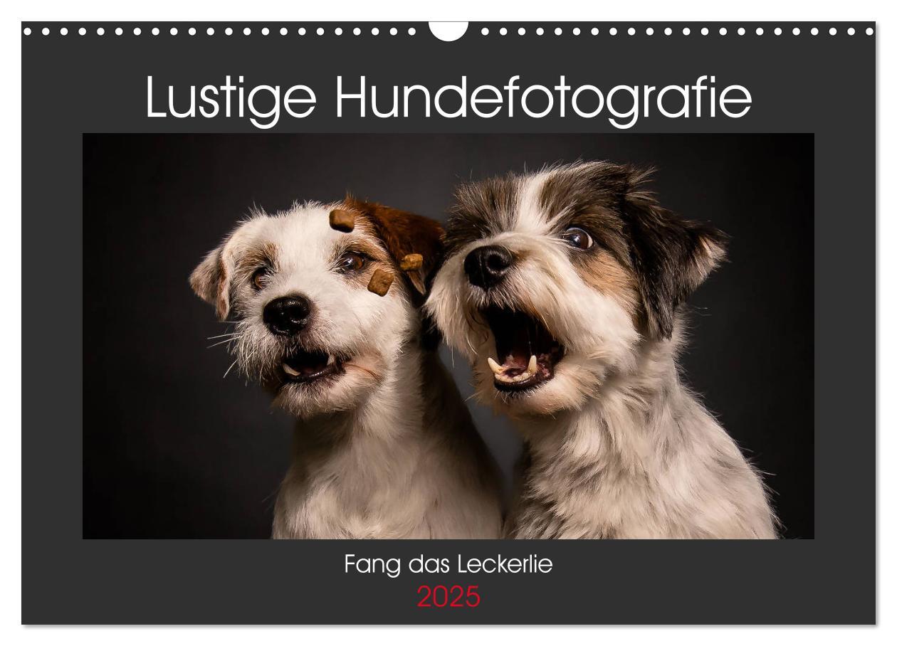 Cover: 9783435334261 | Fang das Leckerlie (Wandkalender 2025 DIN A3 quer), CALVENDO...