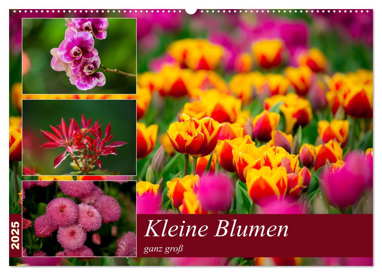 Cover: 9783435227495 | Kleine Blumen ganz groß (Wandkalender 2025 DIN A2 quer), CALVENDO...