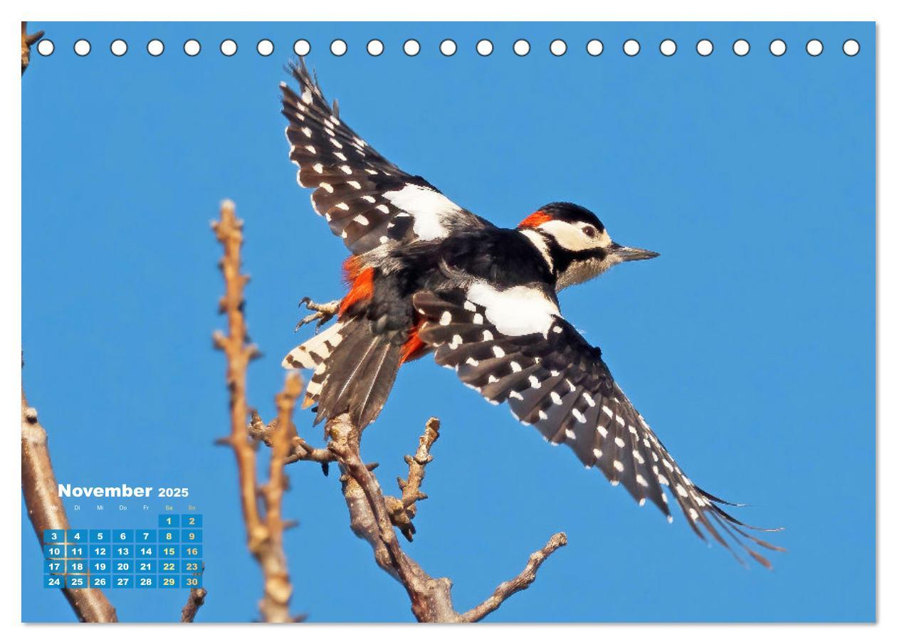 Bild: 9783383875182 | Amsel, Fink und Star: Heimische Vögel (Tischkalender 2025 DIN A5...