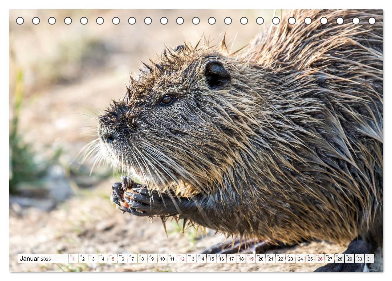 Bild: 9783435312436 | NUTRIA mit Nachwuchs (Tischkalender 2025 DIN A5 quer), CALVENDO...