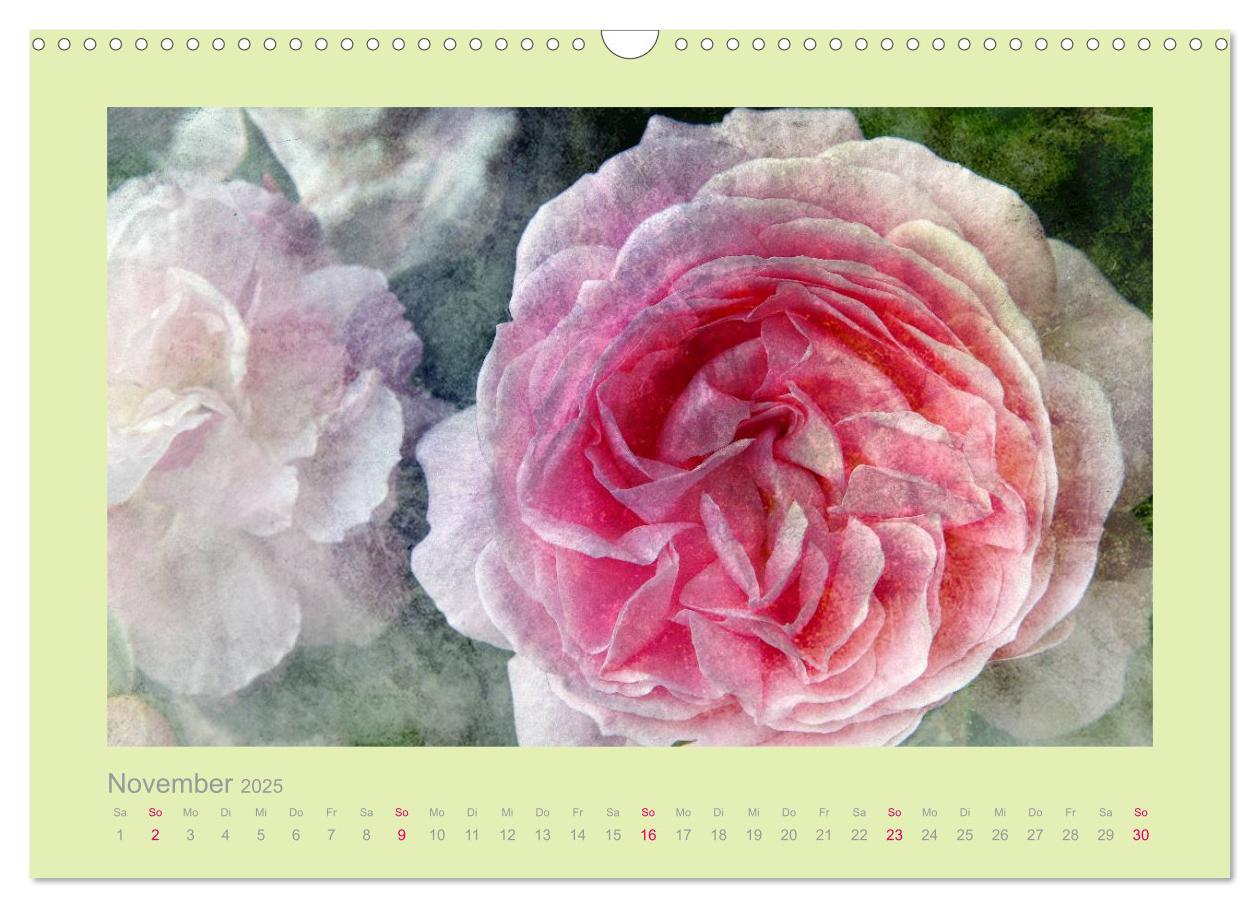 Bild: 9783435737130 | Romantische Rosen (Wandkalender 2025 DIN A3 quer), CALVENDO...