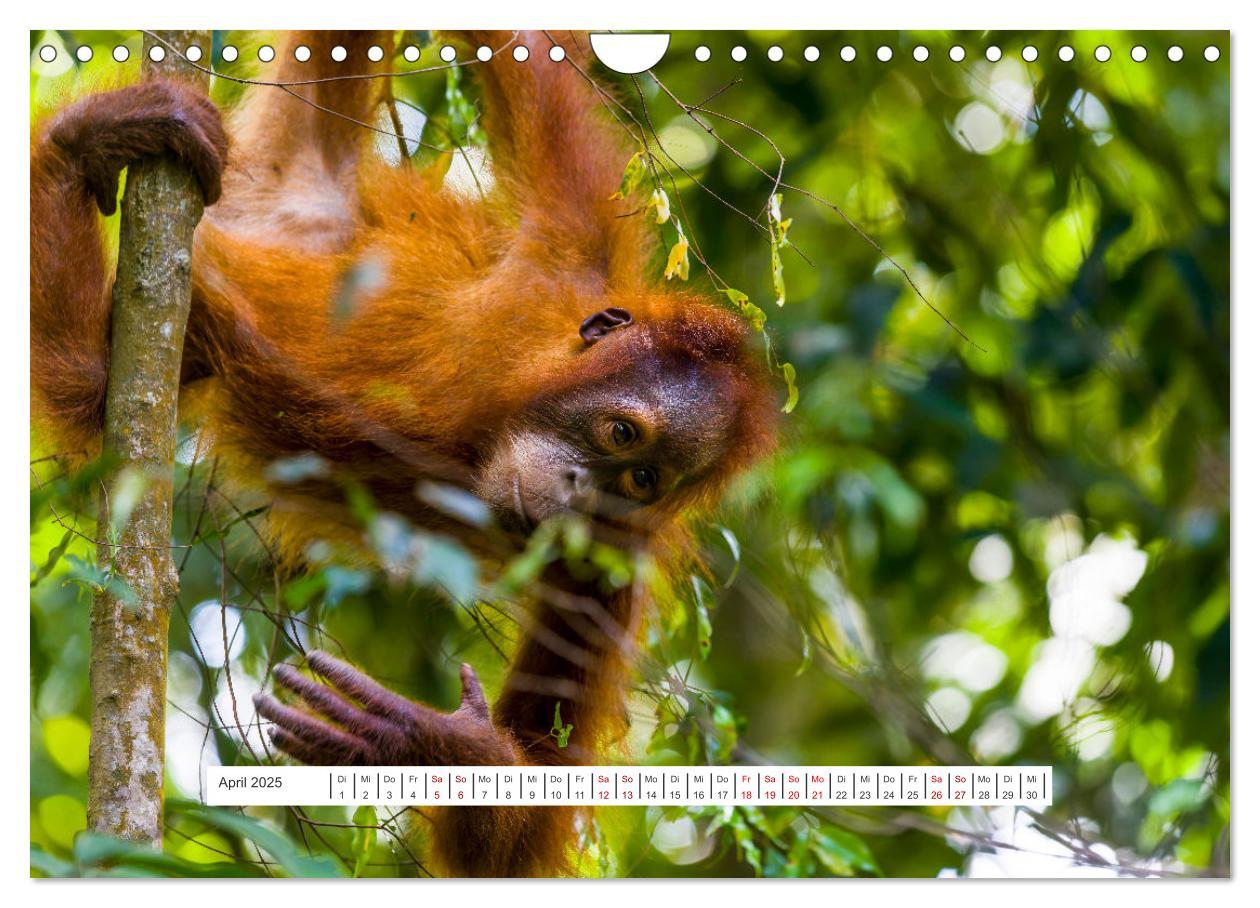 Bild: 9783457150726 | Gunung Leuser Nationalpark und seine Orang Utans (Wandkalender 2025...