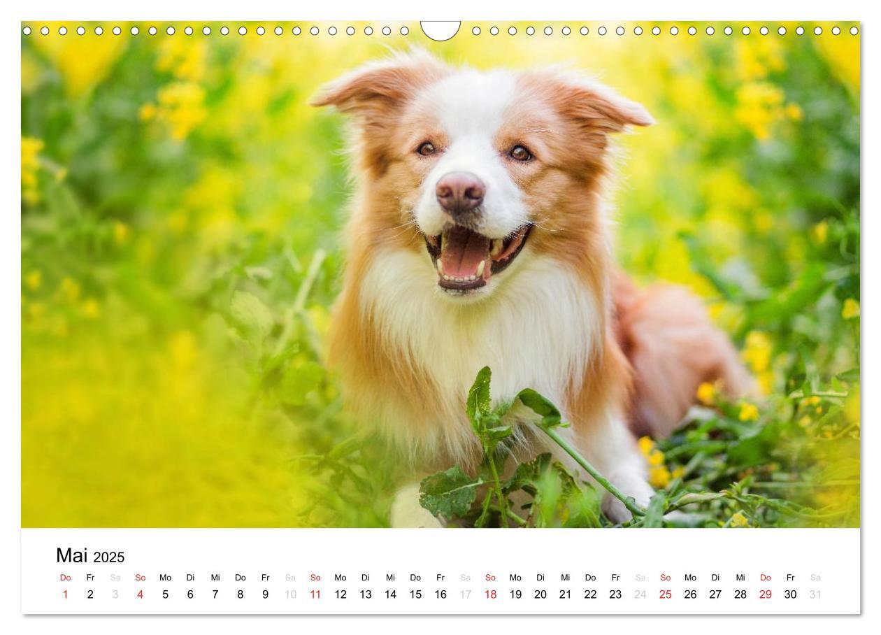 Bild: 9783435577750 | Border Collies 2025 (Wandkalender 2025 DIN A3 quer), CALVENDO...