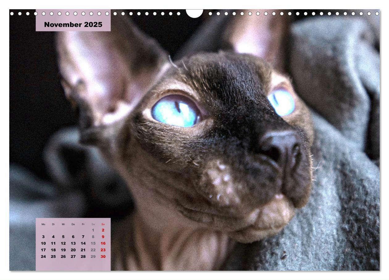 Bild: 9783435050086 | Sphinx. Grazile und anmutige Nacktkatzen (Wandkalender 2025 DIN A3...