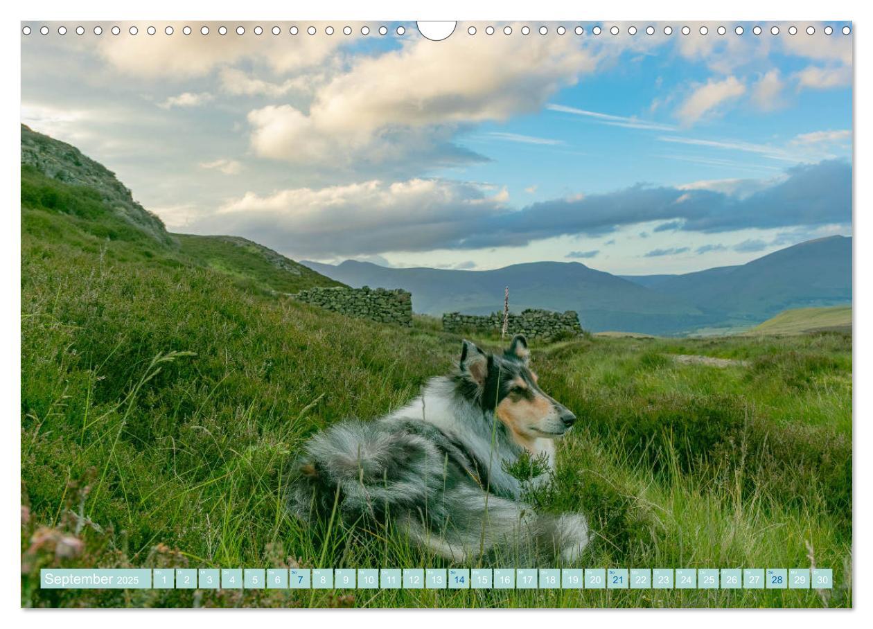 Bild: 9783435175758 | Highland-Collies - Auf vier Pfoten durch Schottland und Irland...