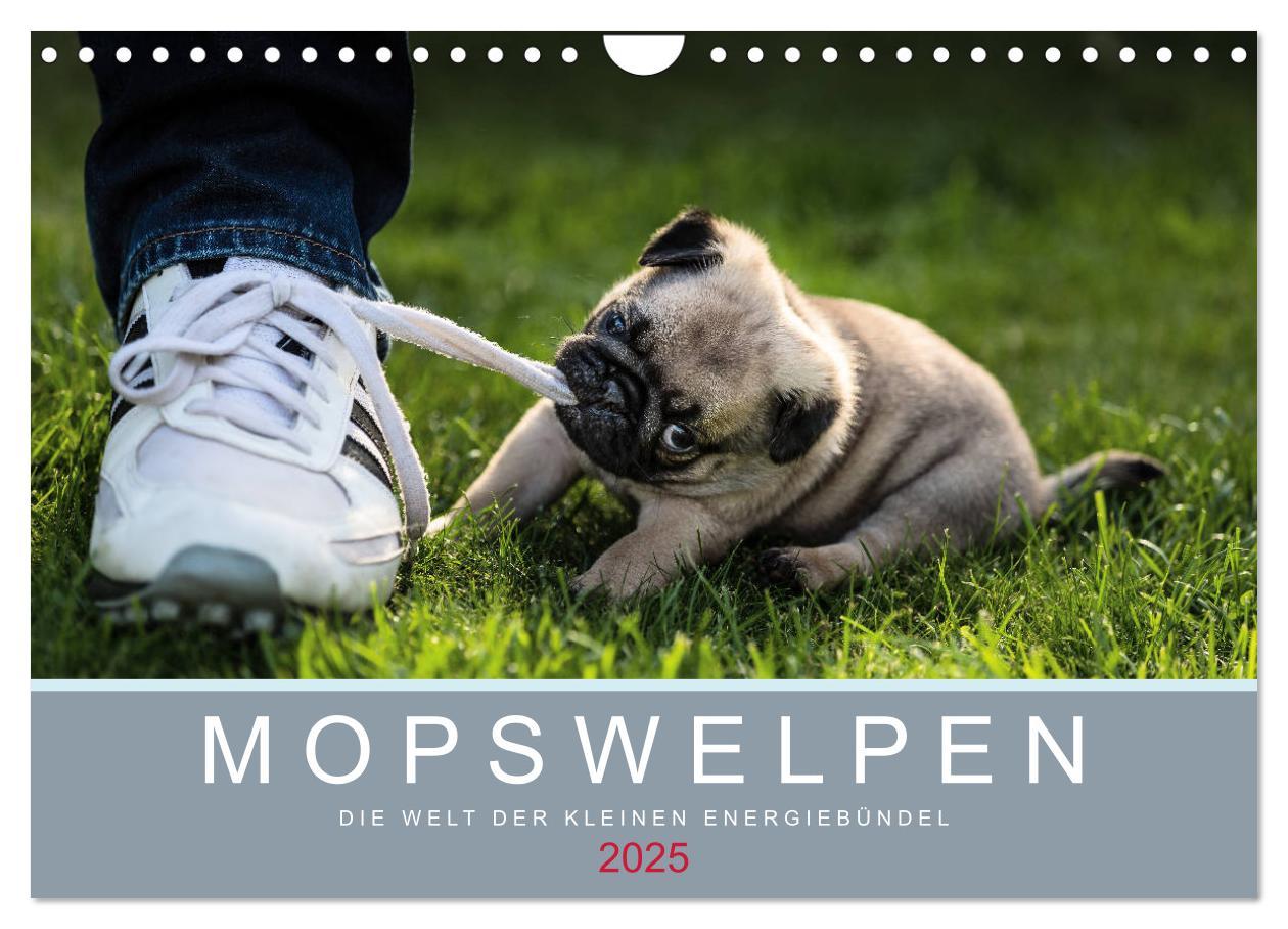 Cover: 9783435419128 | Mopswelpen (Wandkalender 2025 DIN A4 quer), CALVENDO Monatskalender