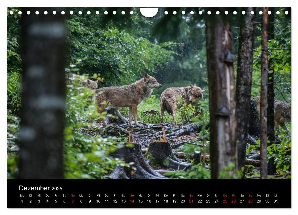 Bild: 9783435722778 | Bayerischer Wald (Wandkalender 2025 DIN A4 quer), CALVENDO...