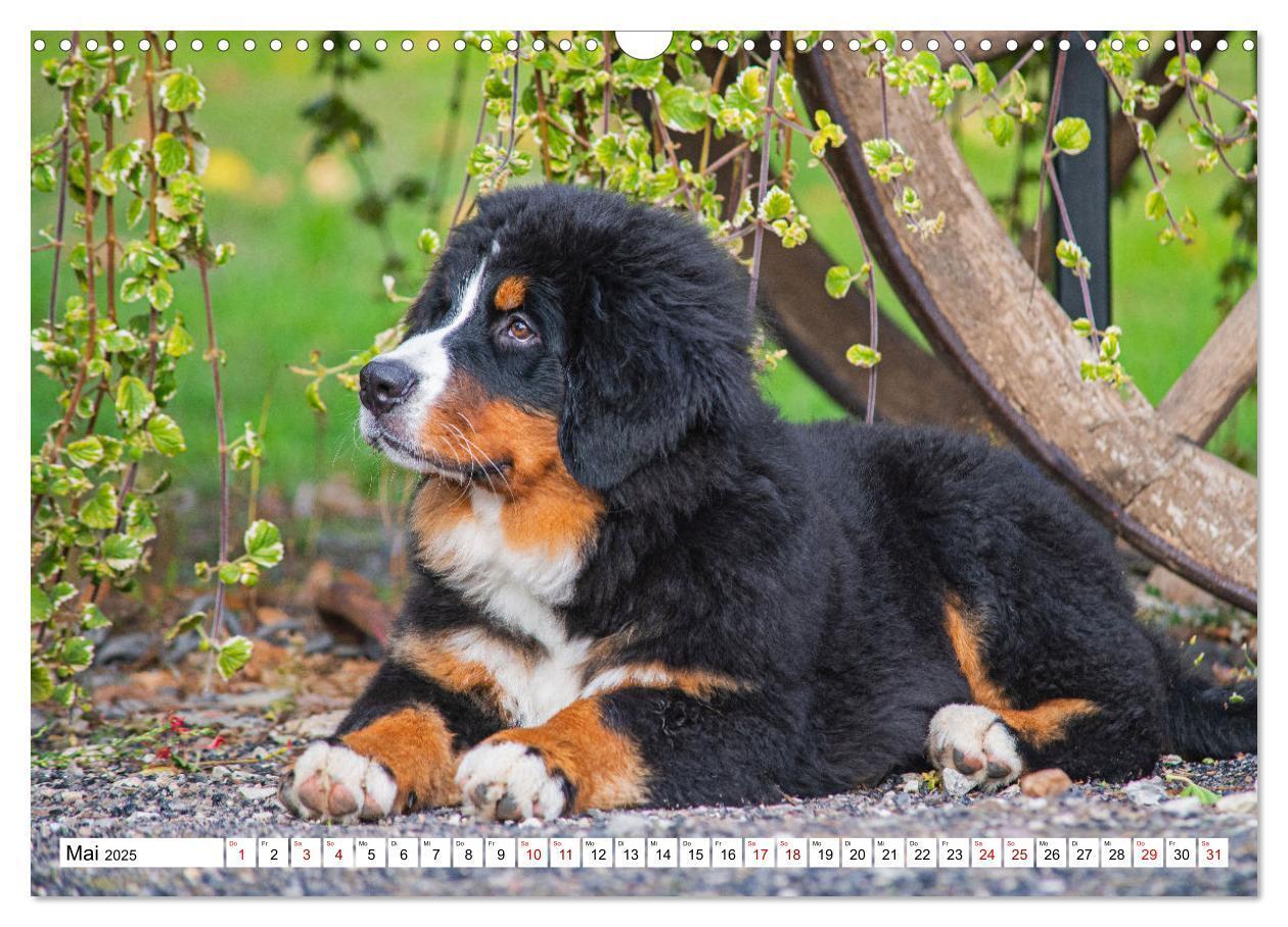 Bild: 9783383924972 | Berner Sennenhund - Eine Liebe für´s Leben (Wandkalender 2025 DIN...