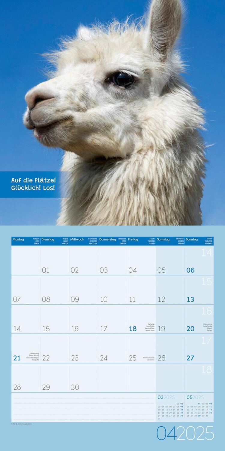 Bild: 9783838445274 | No Drama, Lama! Kalender 2025 - 30x30 | Ackermann Kunstverlag | 28 S.