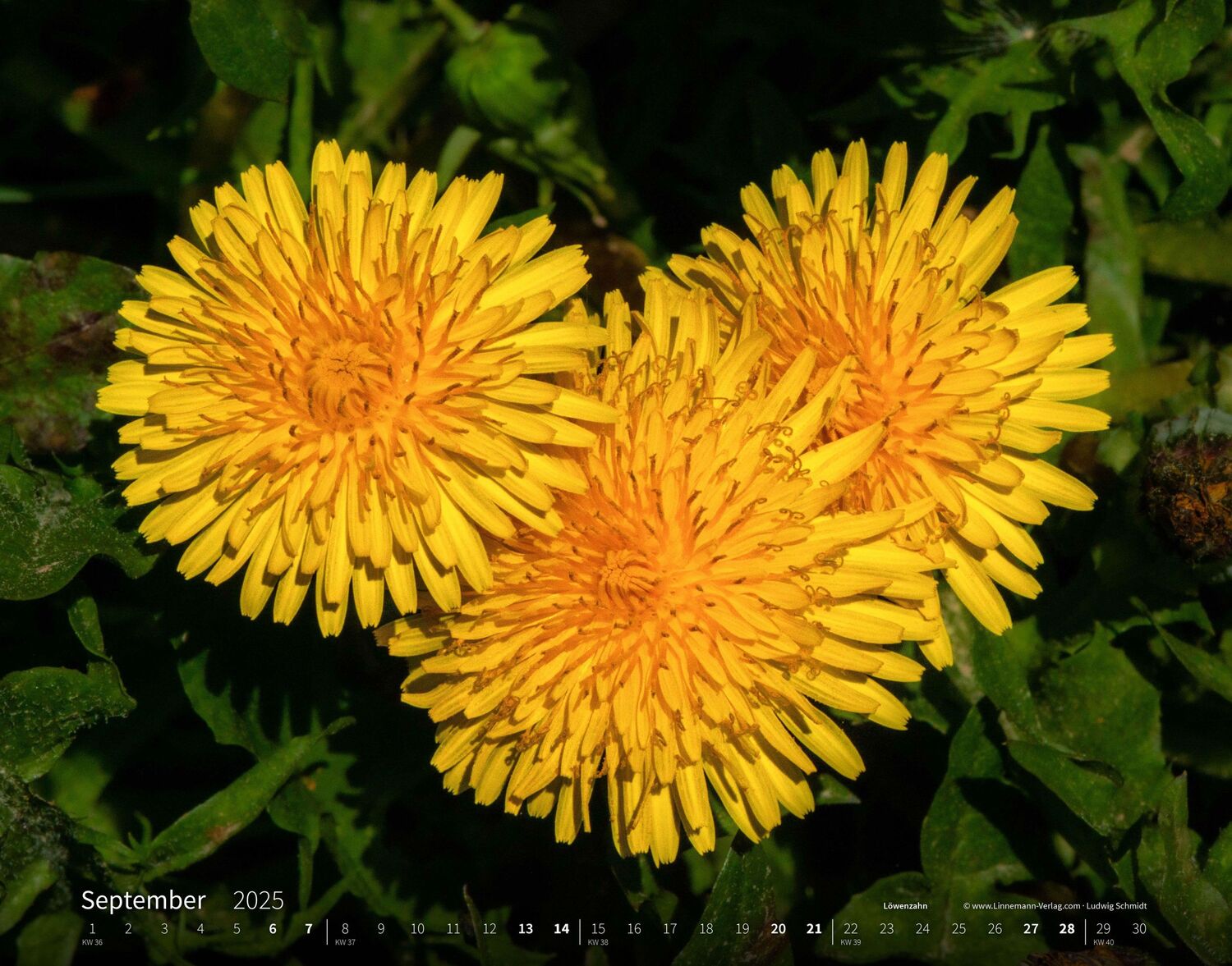 Bild: 9783862923403 | Wildblumen 2025 Großformat-Kalender 58 x 45,5 cm | Wildflowers 2025