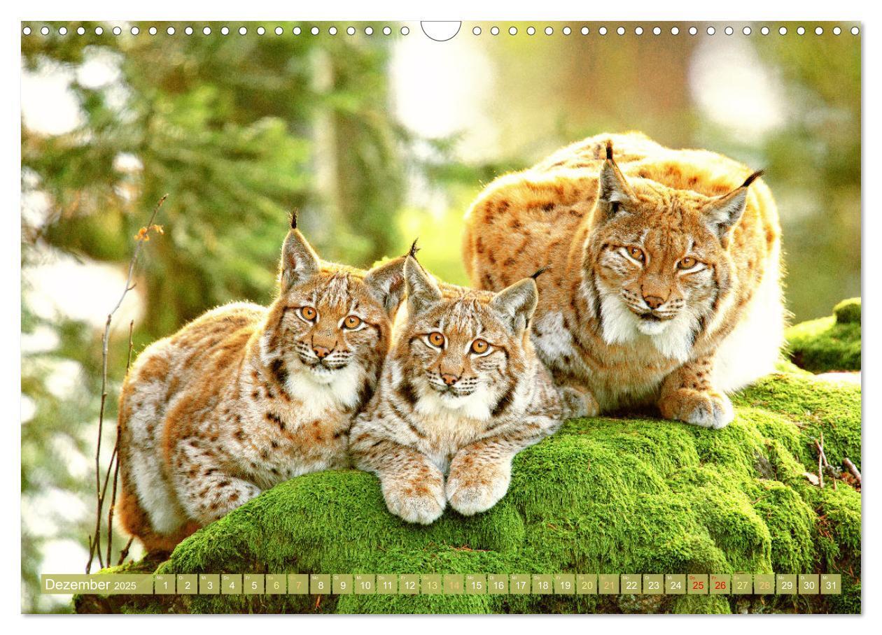 Bild: 9783457183779 | Wald-Kindergarten: Tierkinder im Wald (Wandkalender 2025 DIN A3...