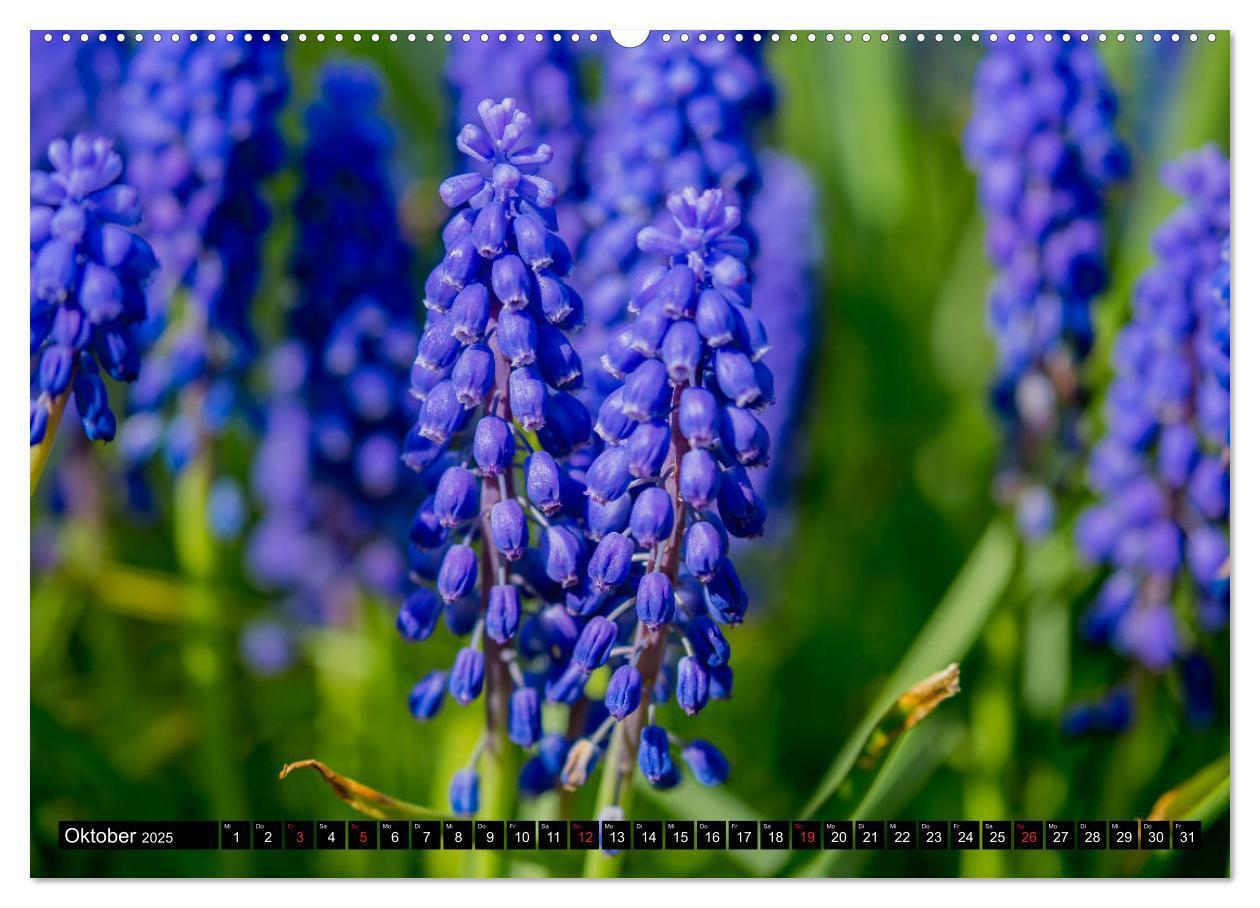 Bild: 9783435226412 | Kleine Blumen ganz groß (hochwertiger Premium Wandkalender 2025 DIN...