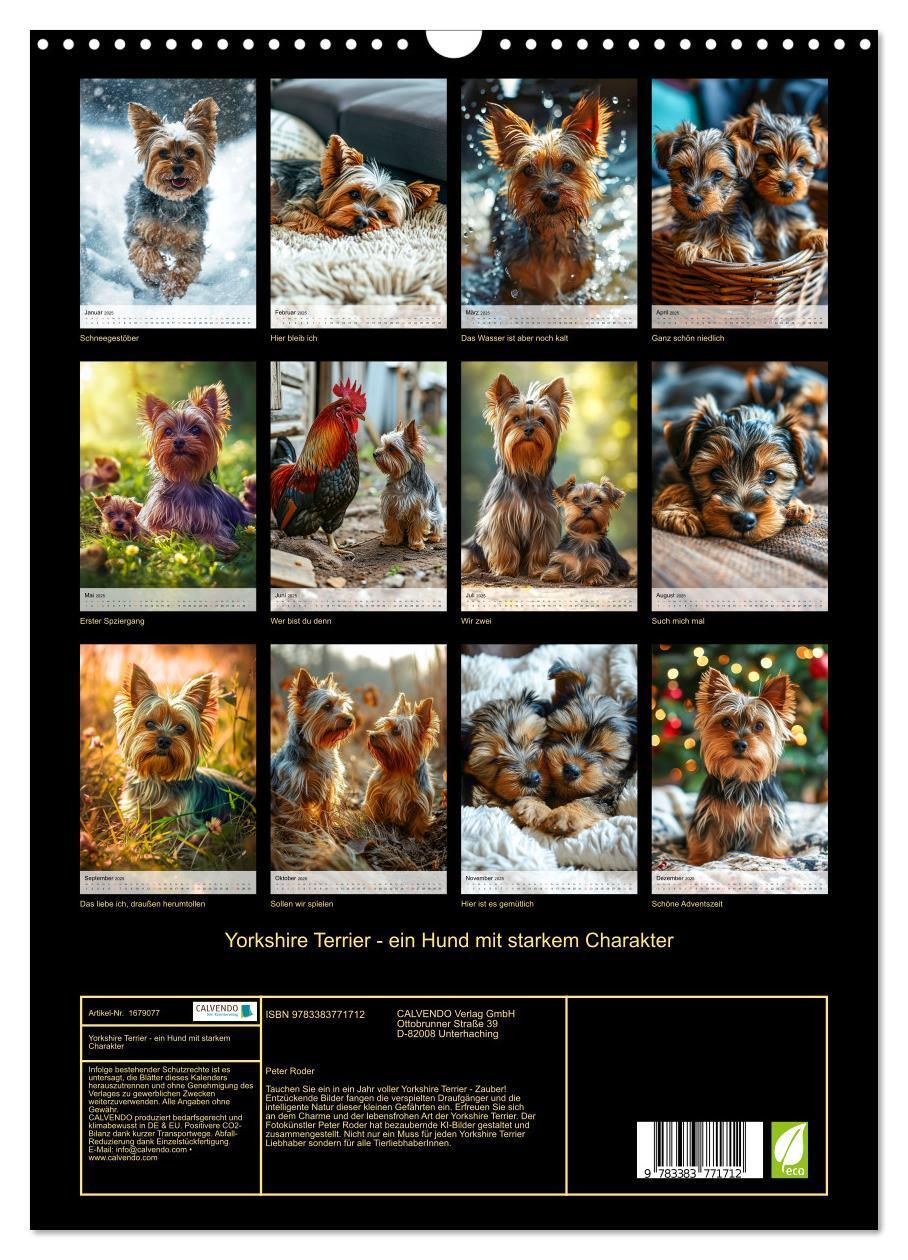 Bild: 9783383771712 | Yorkshire Terrier - ein Hund mit starkem Charakter (Wandkalender...