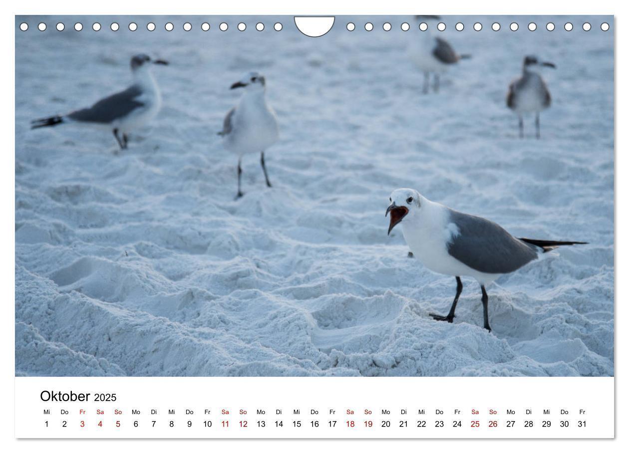 Bild: 9783435376001 | Möwen am Meer (Wandkalender 2025 DIN A4 quer), CALVENDO Monatskalender