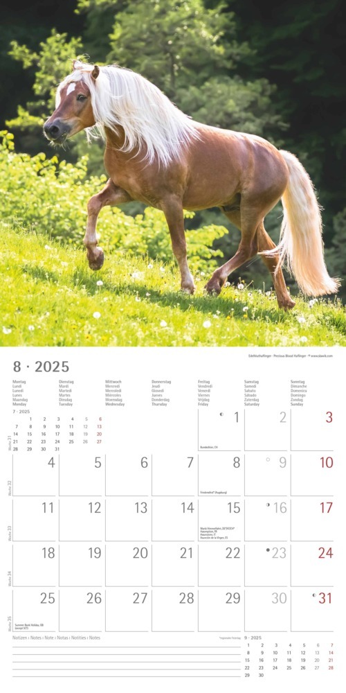 Bild: 4251732340704 | Pferde 2025 - Broschürenkalender 30x30 cm (30x60 geöffnet) -...