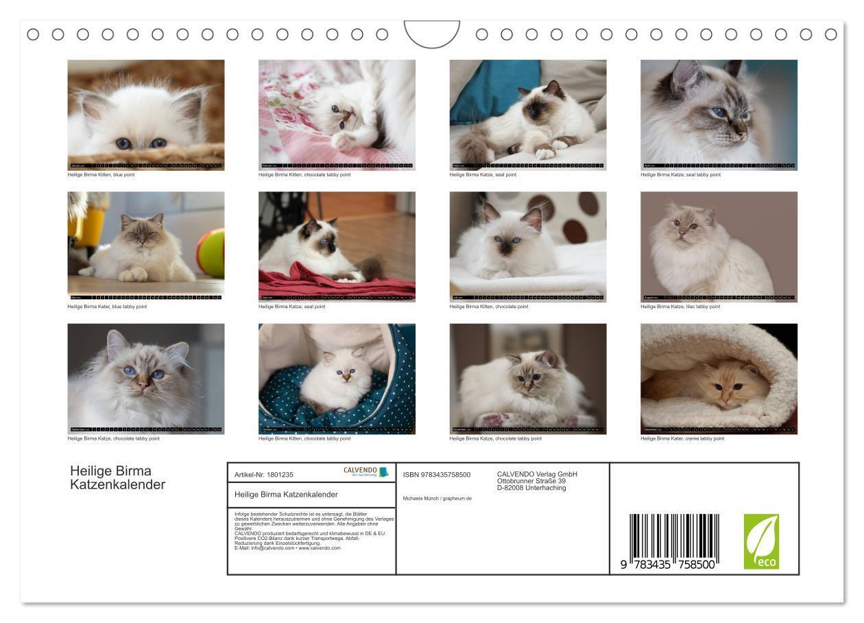 Bild: 9783435758500 | Heilige Birma Katzenkalender (Wandkalender 2025 DIN A4 quer),...